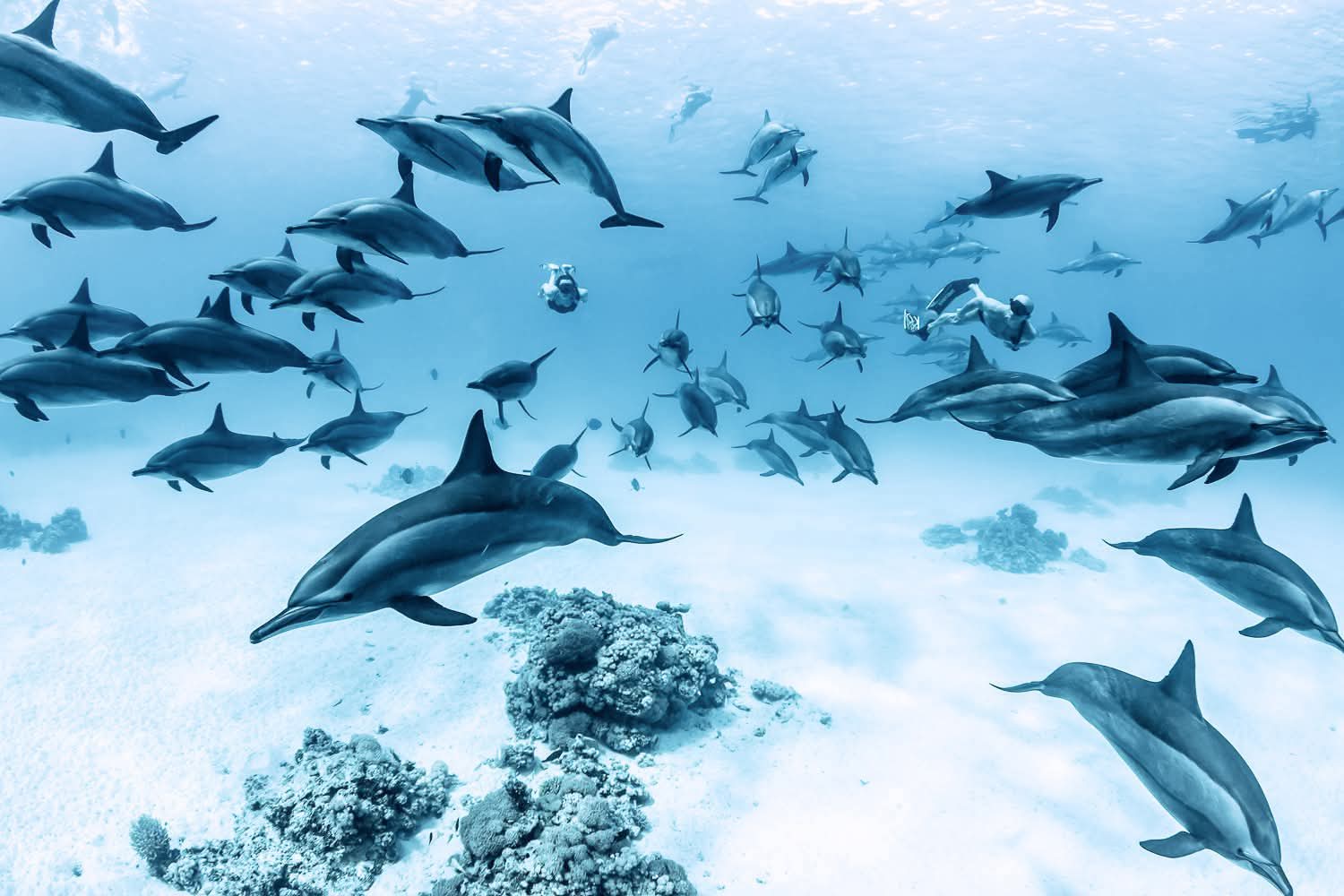 Freediving FAQ